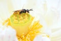 Bee and lotus seedpod Royalty Free Stock Photo