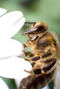 Bee macro