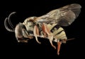 Včela makro 