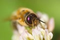 Bee macro flower background Royalty Free Stock Photo