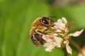 Bee macro flower background Royalty Free Stock Photo