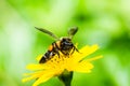 Bee in macro green nature Royalty Free Stock Photo