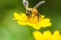 Bee macro in green nature Royalty Free Stock Photo