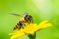 Bee macro in green nature Royalty Free Stock Photo