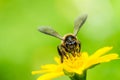 Bee macro in green nature Royalty Free Stock Photo