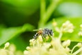 Bee macro in green nature Royalty Free Stock Photo