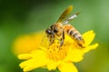 Bee macro in green nature Royalty Free Stock Photo