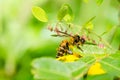 Bee macro in green nature Royalty Free Stock Photo