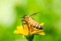 Bee macro in green nature Royalty Free Stock Photo