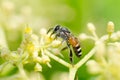 Bee macro in green nature Royalty Free Stock Photo