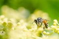 Bee macro in green nature Royalty Free Stock Photo