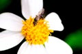 A bee, Macro photograph Royalty Free Stock Photo