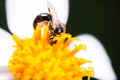 A bee, Macro photograph Royalty Free Stock Photo