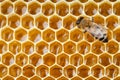 Bee macro shot collecting honey Royalty Free Stock Photo