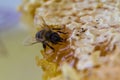 Bee macro shot collecting honey. Royalty Free Stock Photo