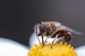 Bee Royalty Free Stock Photo