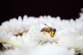 Bee macro on white beautiful chrysanthemum flower with black background Royalty Free Stock Photo