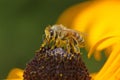 Bee macro yellow flower background Royalty Free Stock Photo