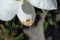 Bee on magnolia blossom Royalty Free Stock Photo
