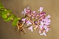 Bee on majoram Royalty Free Stock Photo