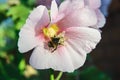 Bee on a malva flower Royalty Free Stock Photo