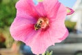 Bee on a malva flower Royalty Free Stock Photo