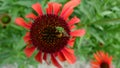 Bee and mama mia echinacea coneflower