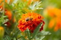Bee on a marigold flower Royalty Free Stock Photo