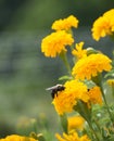 Bee on Marigold