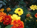 Bee and marigolds isolated in the garden