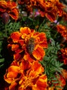 The bee on a marigolds Royalty Free Stock Photo