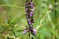 Bee on marsh woundwort in bloom closeup view with foreground focus Royalty Free Stock Photo