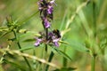 Bee on marsh woundwort in bloom closeup view of it Royalty Free Stock Photo