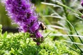 Bee on a mauve flower