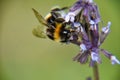 a bee in the middle of a flower with a blurry background Royalty Free Stock Photo