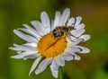 Bee-mimic Beetle