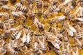 Bee mother on honeycomb with surrounded honeybees layong eggs