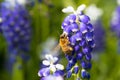 Bee on muscari flowers Royalty Free Stock Photo