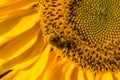 Bee 0n sunflower collecting pollen Royalty Free Stock Photo