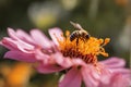 Bee the Natural Way of Pollination, created with Generative AI technology