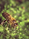 Bee in nature drinking on moss Royalty Free Stock Photo