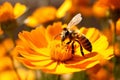 Bee nature honey blossom insect pollination flower orange beauty pollen