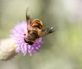 Bee on nature. macro Royalty Free Stock Photo