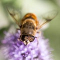 Bee on nature. macro Royalty Free Stock Photo