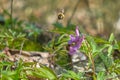 Bee near flower in flight near Corydalis