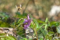 Bee near flower in flight near Corydalis