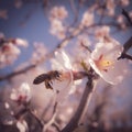 Bee nectar flower spring tree Royalty Free Stock Photo