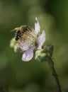 Bee nektar licking on blackbeery blossom Royalty Free Stock Photo