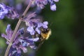 Bee on dwarf catmint Royalty Free Stock Photo