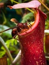 Bee and nepenthes